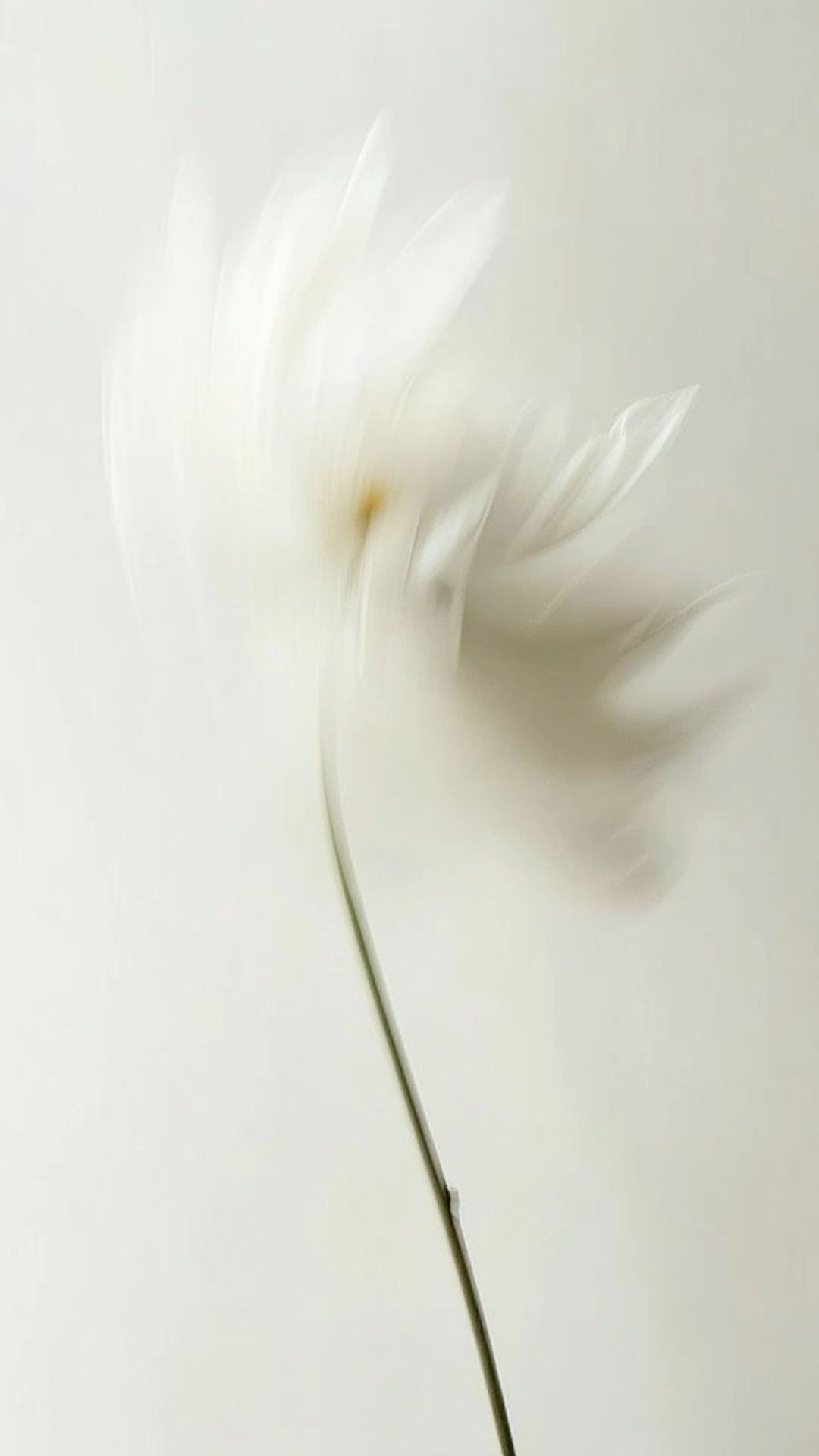 soft minimalist white flower background